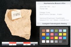 Foto (Objekt + Etikett) von Plantae indet.  (NHMW-GEO-2024-0188-11497)